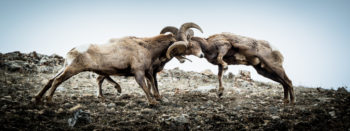 rams-350x131