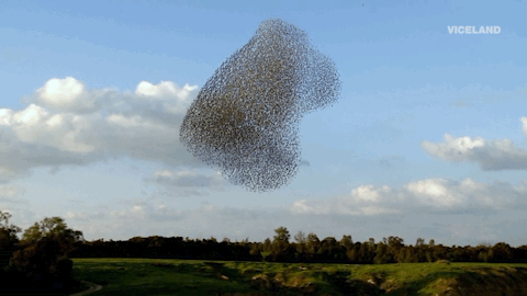 starlings-in-formation