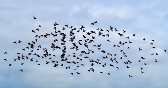 flying-in-formation-as-a-team